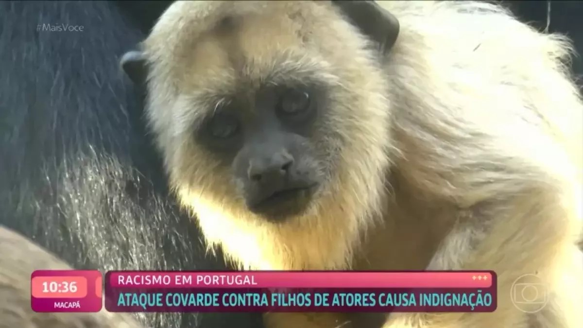 Video de Macaco apareceu na tela do Mais Você (Foto: Reprodução/Globo)